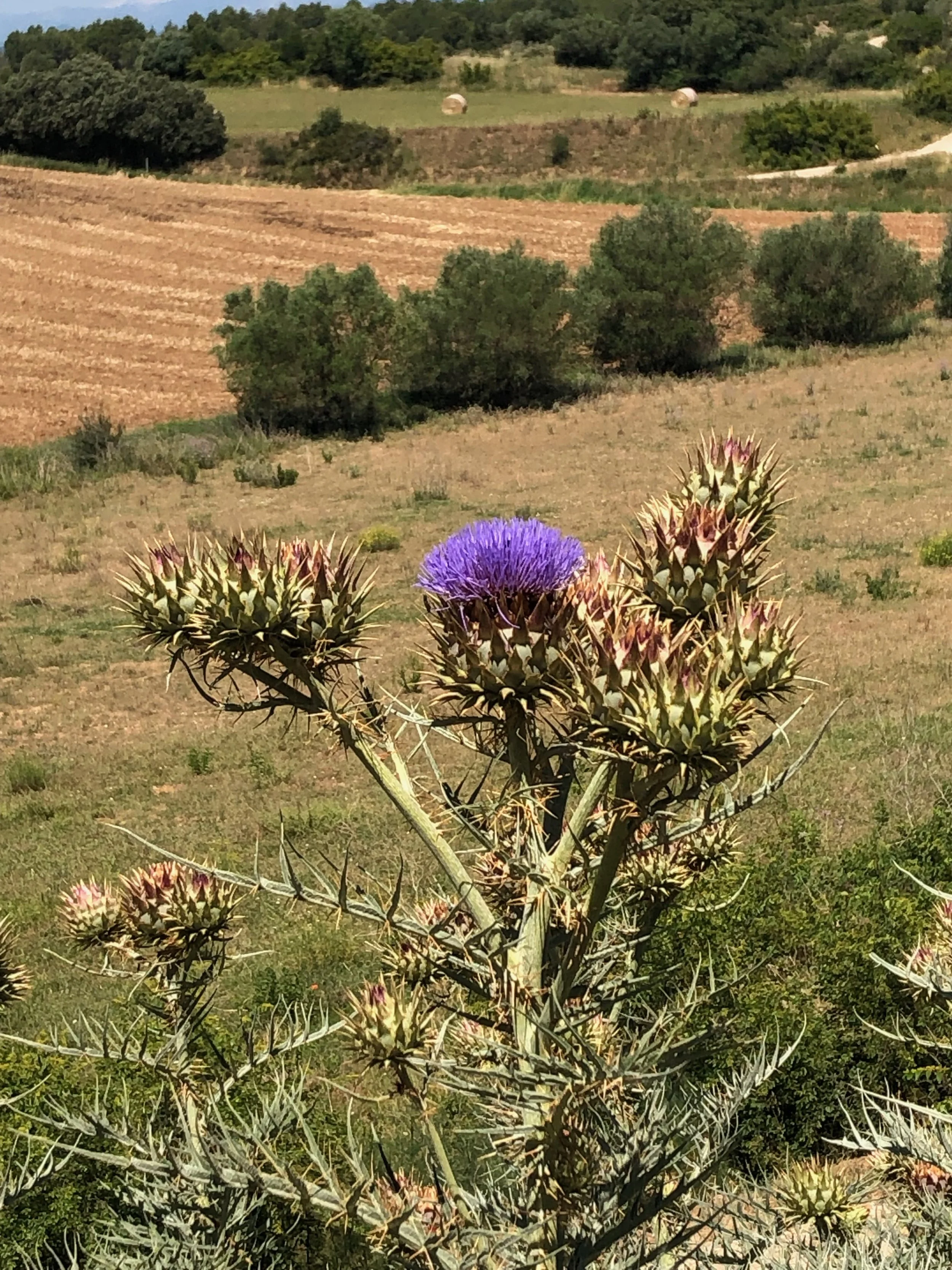 IMG_1755.jpeg
