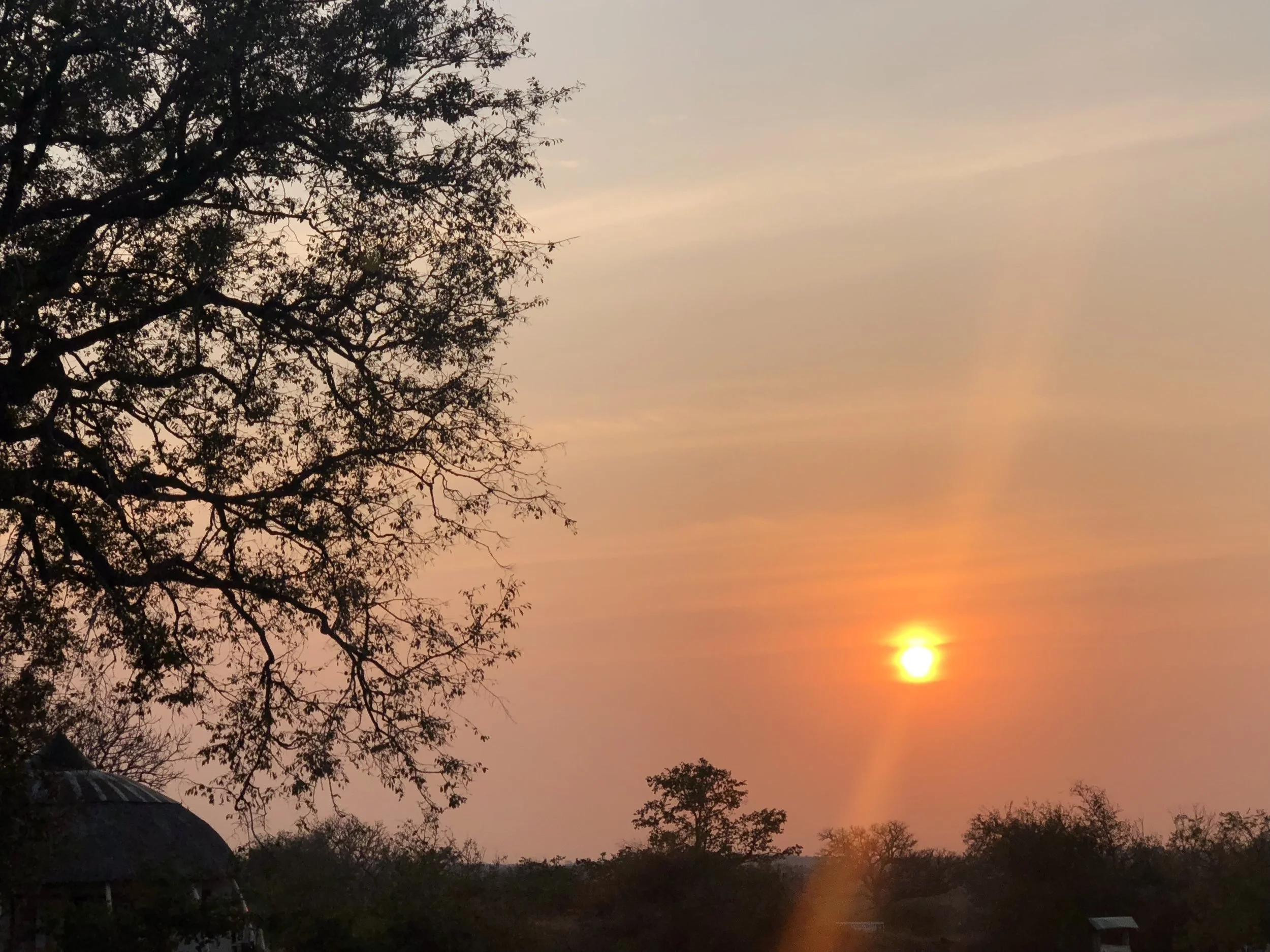 South African Safari 