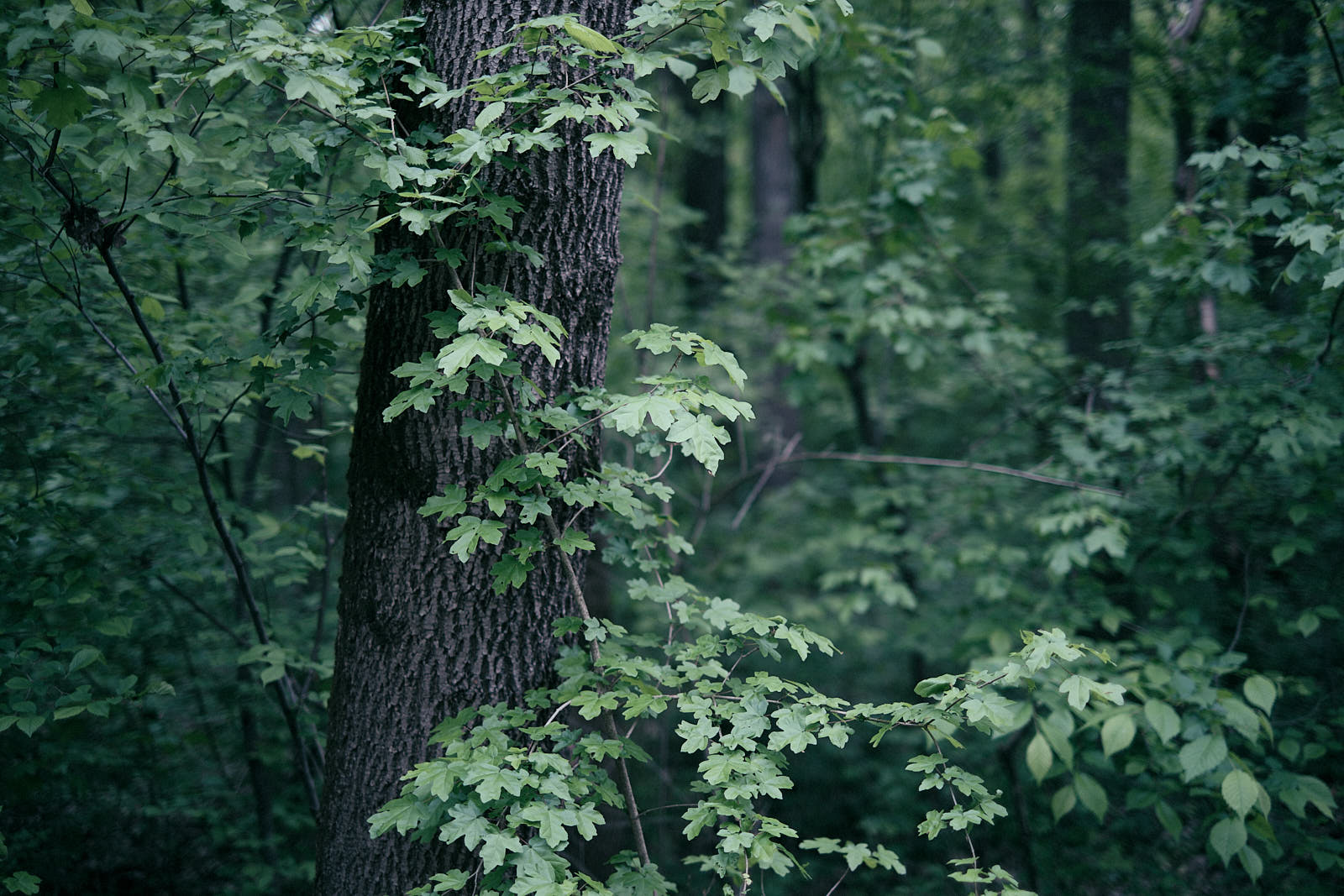 Forest near Udupu