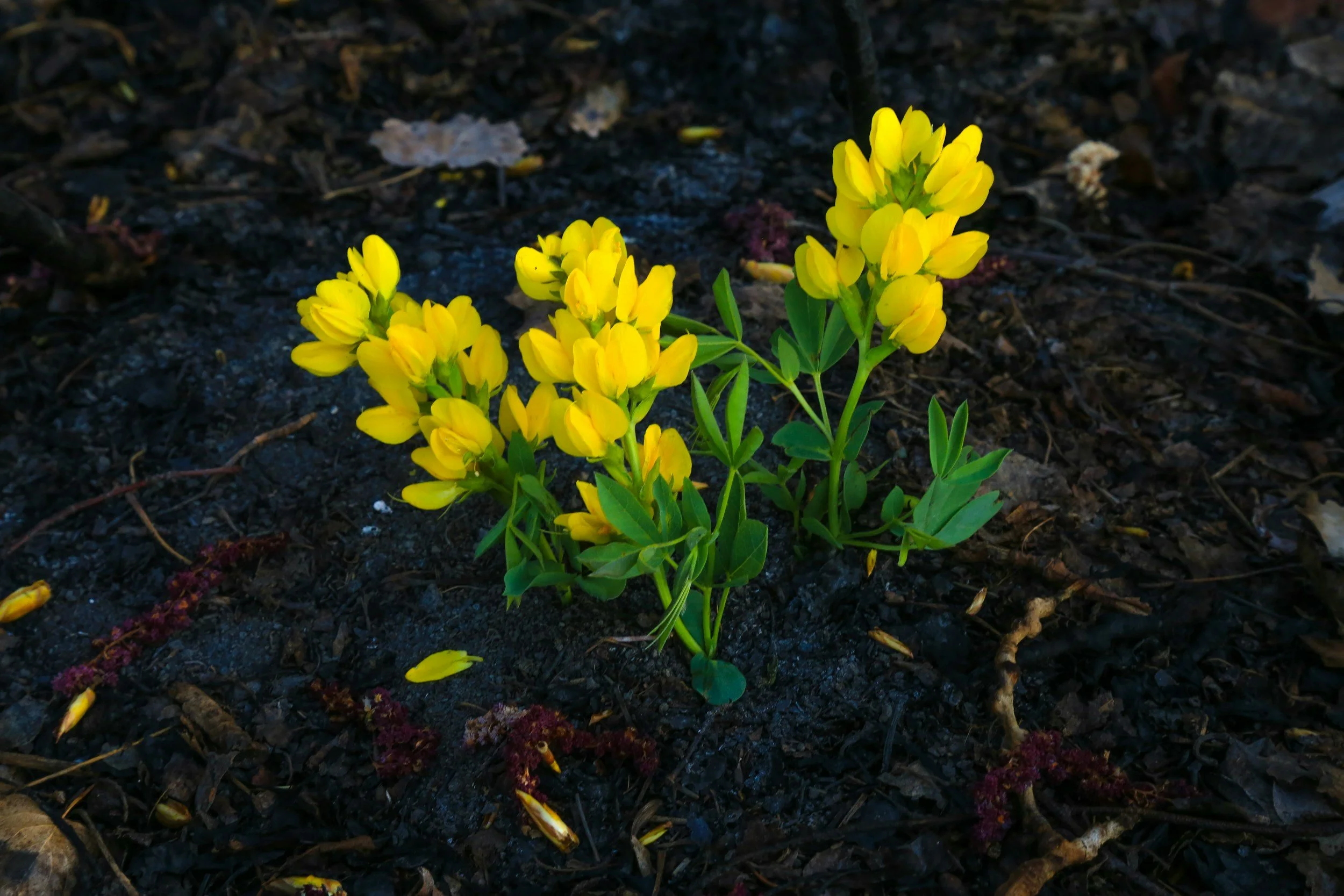 Building Resilience: A Strengths-Based Approach to Therapy