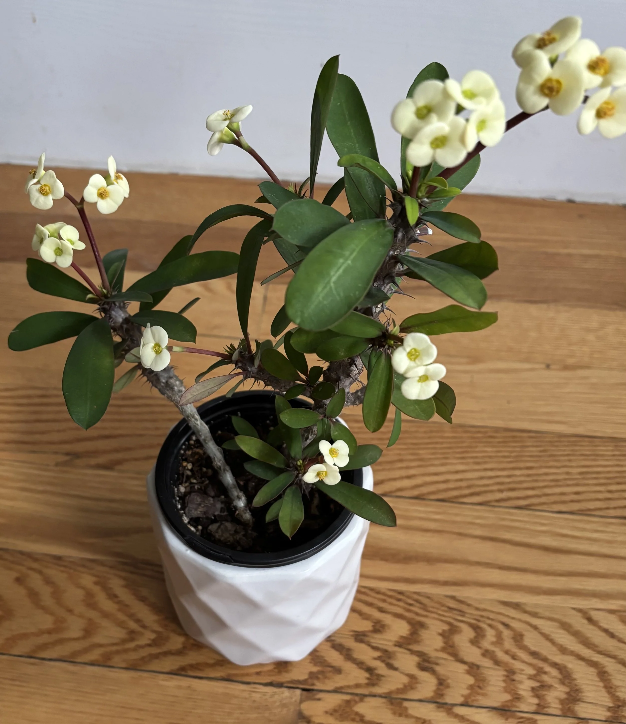Euphorbia.jpg