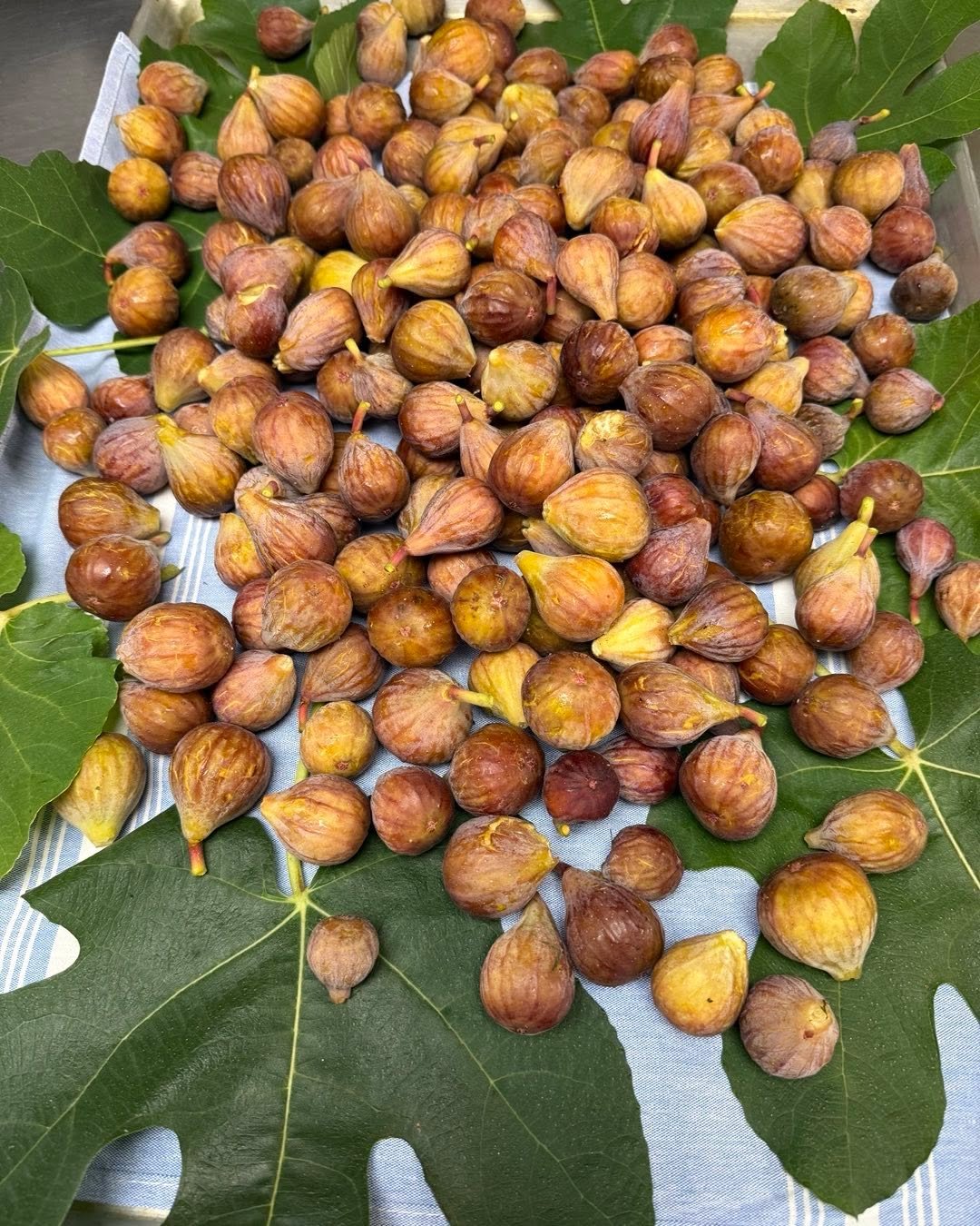 Local figs from my garden,we will serve them with Parma prosciutto