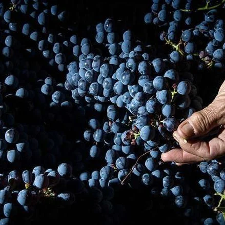 ZENATO Wine Dinner with Bonnie Callahan, November 18th, at 6:00 pm. 60 years in the making and the uniqueness of Zenato lies with in Lugana and Valpolicella. Explore.  Reserve here https://bit.ly/47HPfds  #nunziohhi #nunziohhiwineevents  #zenatowiner