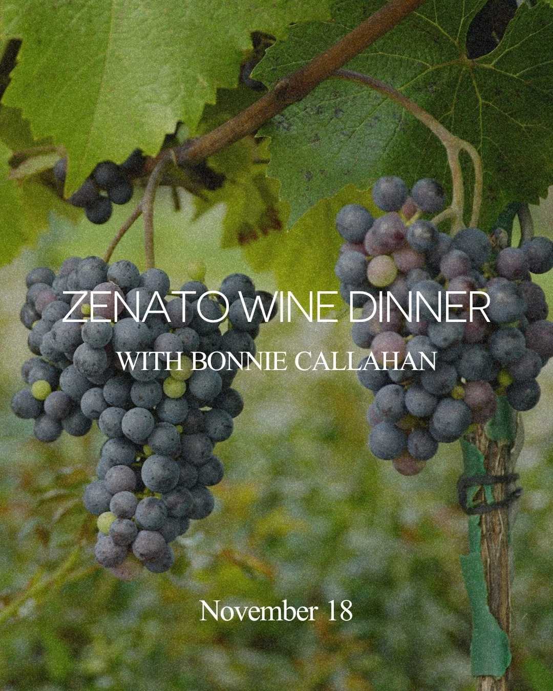 An evening crafted for true wine lovers. 
Join us on November 18 for the Zenato Wine Dinner, a journey through the soul of Lugana and the heart of Valpolicella.

With special remarks by Bonnie Callahan of Winebow Fine Wine &amp; Spirits, we&rsquo;ll 