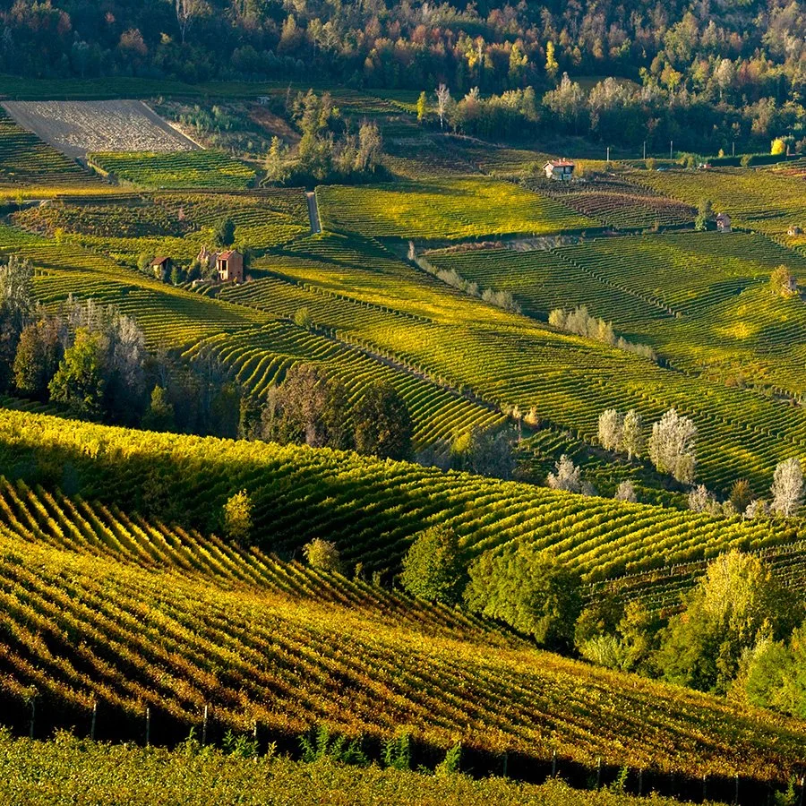 Giovanni Viberti Wine Dinner, February 25th at 6:00 pm. Chef Nunzio presents a regional menu perfect for lovers of Nebbiolo. Brian Maddux, Brand Ambassador for Viberti, is our expert on Viberti wines and the mission of the Viberti Family. Reserve via