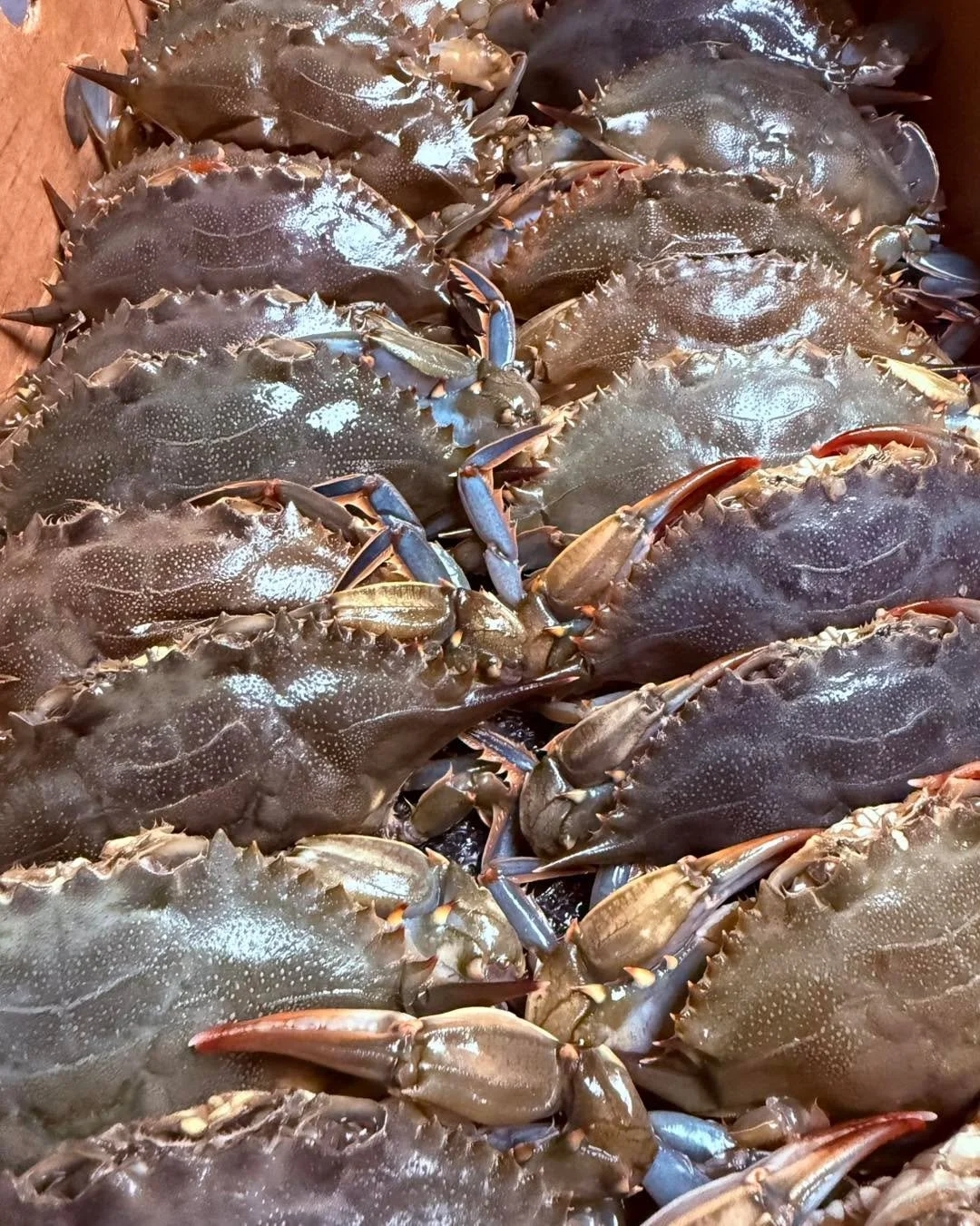 Just arrived, Blue Soft Shell Crabs ! This weekend as appetizer or entree while supplies lasts. Reserve yours at 843-715-2172. #reserve #yours  #softshellcrab #authenticitalian #ciboitaliano #lowcountry #hiltonhead  @nunzio_hhi