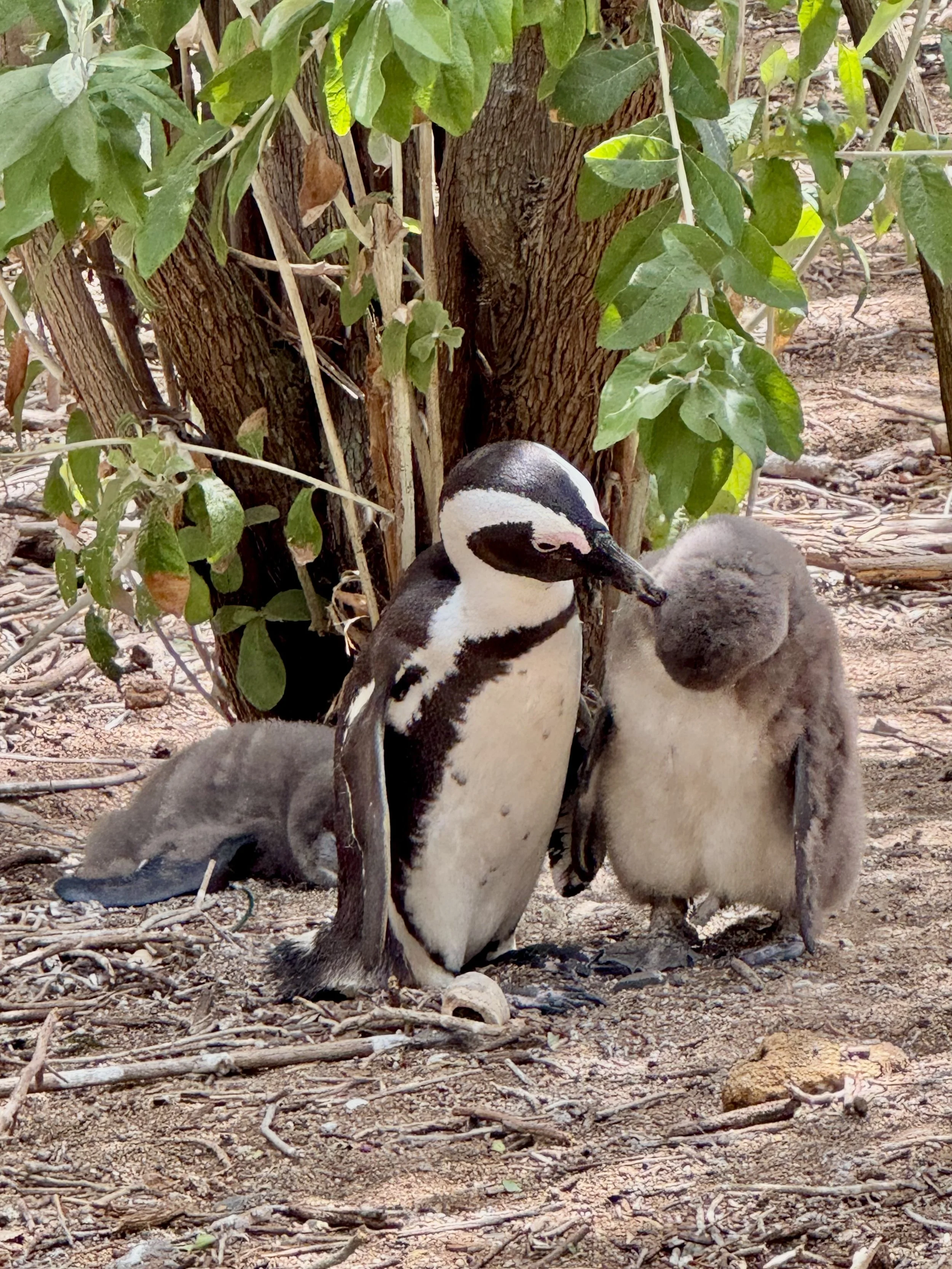 Boulders Beach, penguins, lost drivers and a meat-heavy detour to the Hickory Shack