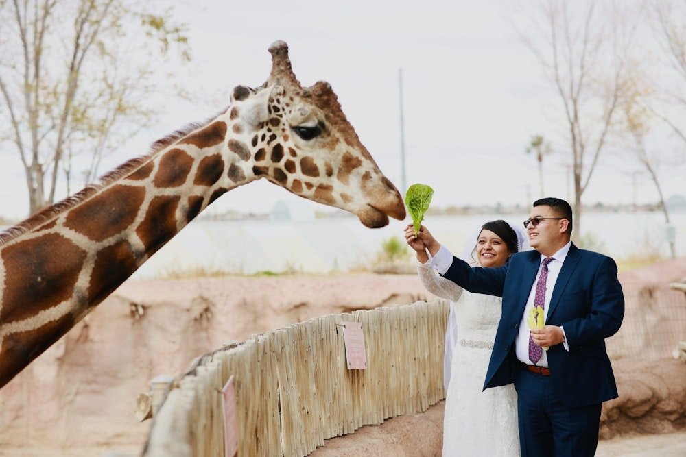 Giraffe Feeding (1).jpeg