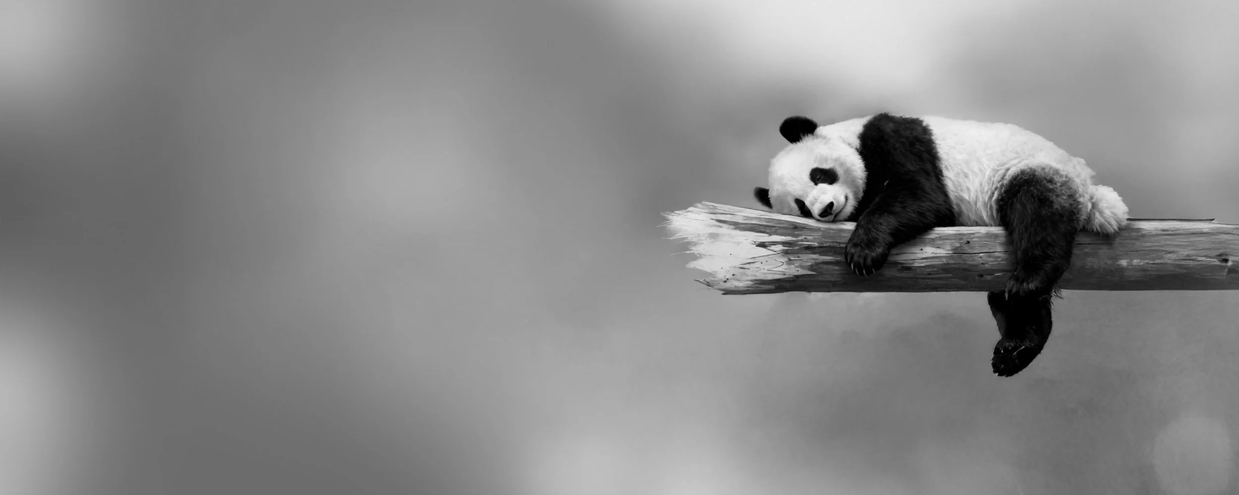 panda-bg.jpg