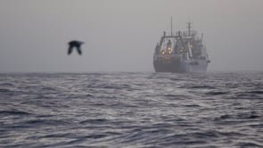 The Captain Paul Watson Foundation | Direct Action