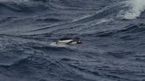 The Captain Paul Watson Foundation | Antarctica