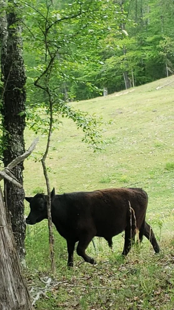 spring+bull.jpg