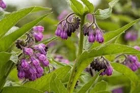 comfrey.jpg
