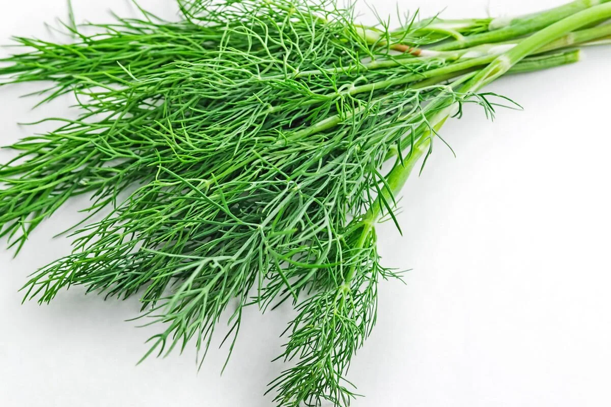 Dill - Dukat