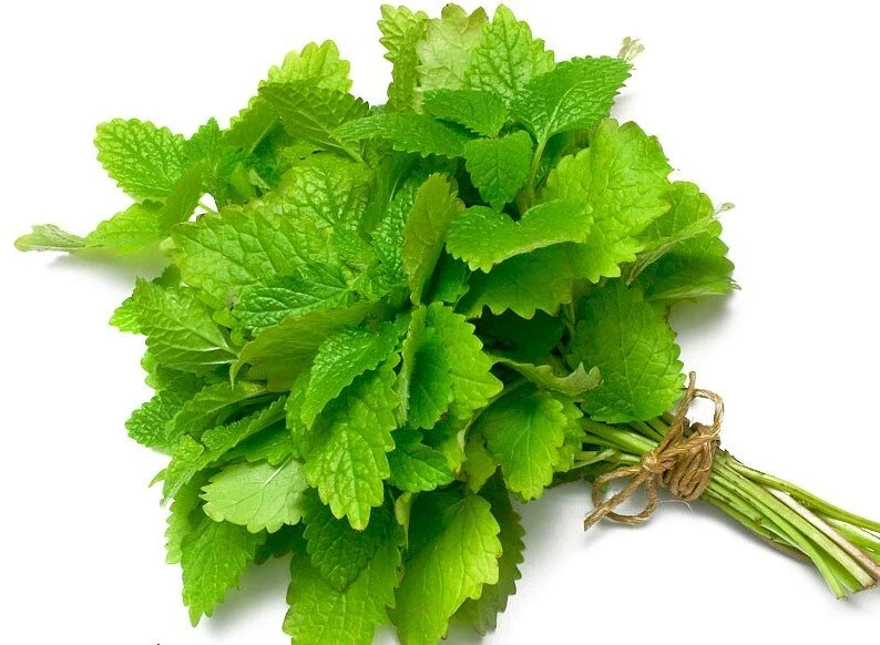 Lemon Balm
