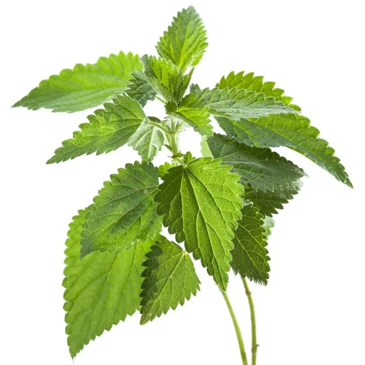 Nettle