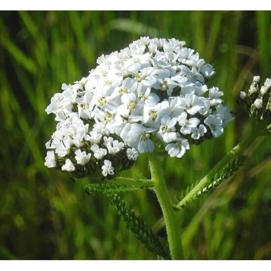 Yarrow - White