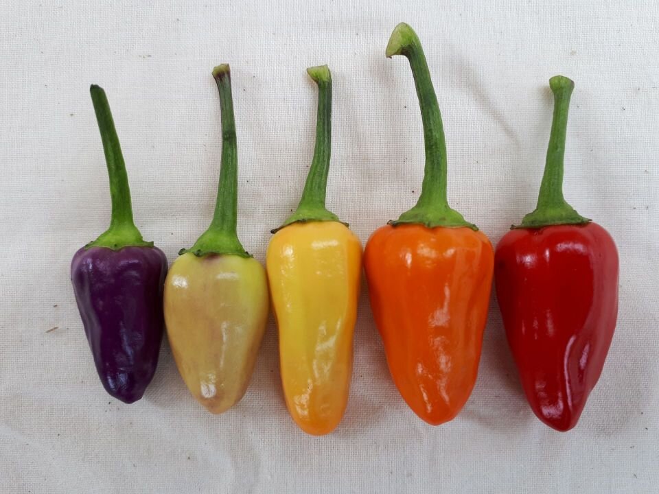 Peppers перламутровые. Острый перец Chinese Five Color. Doe Hill перец. Pepper-Colors Mina. Cold Latte with Chili Peppers China.