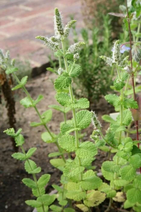 Mint - Apple