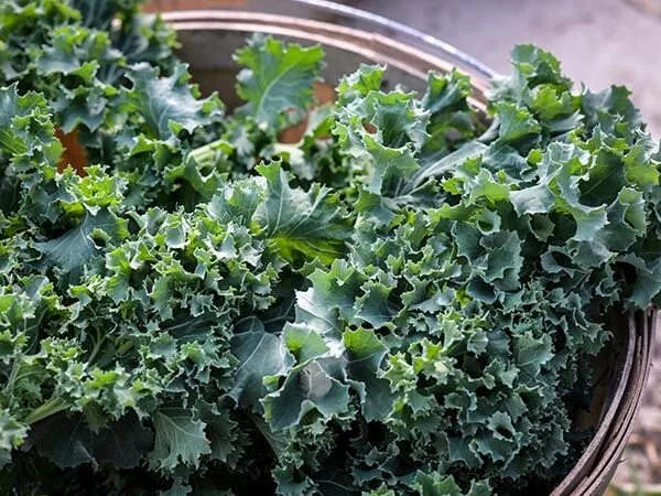 Kale - Dwarf Siberian.jpg