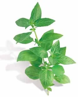 Basil - Sweet