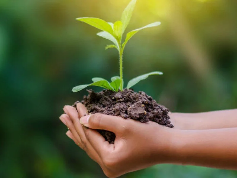 Pre-order your plant babies