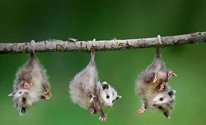Step into the Wild Challenge - Day 22