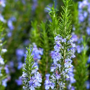 Rosemary - Blue Tuscan
