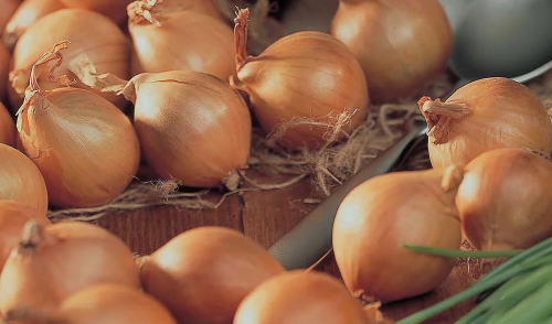 Shallot - READY and in stock at the shop