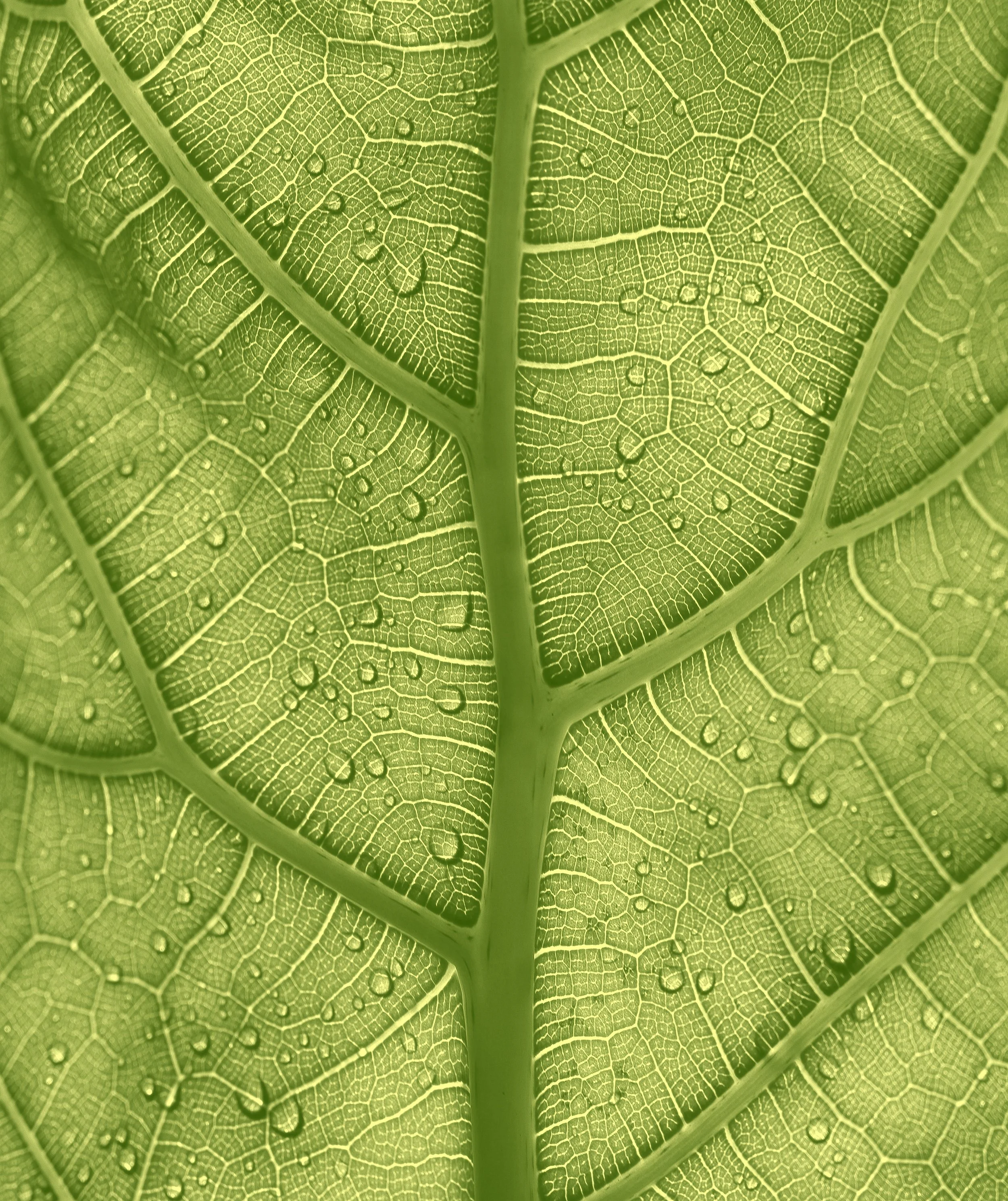 leaf-cells-green.jpg