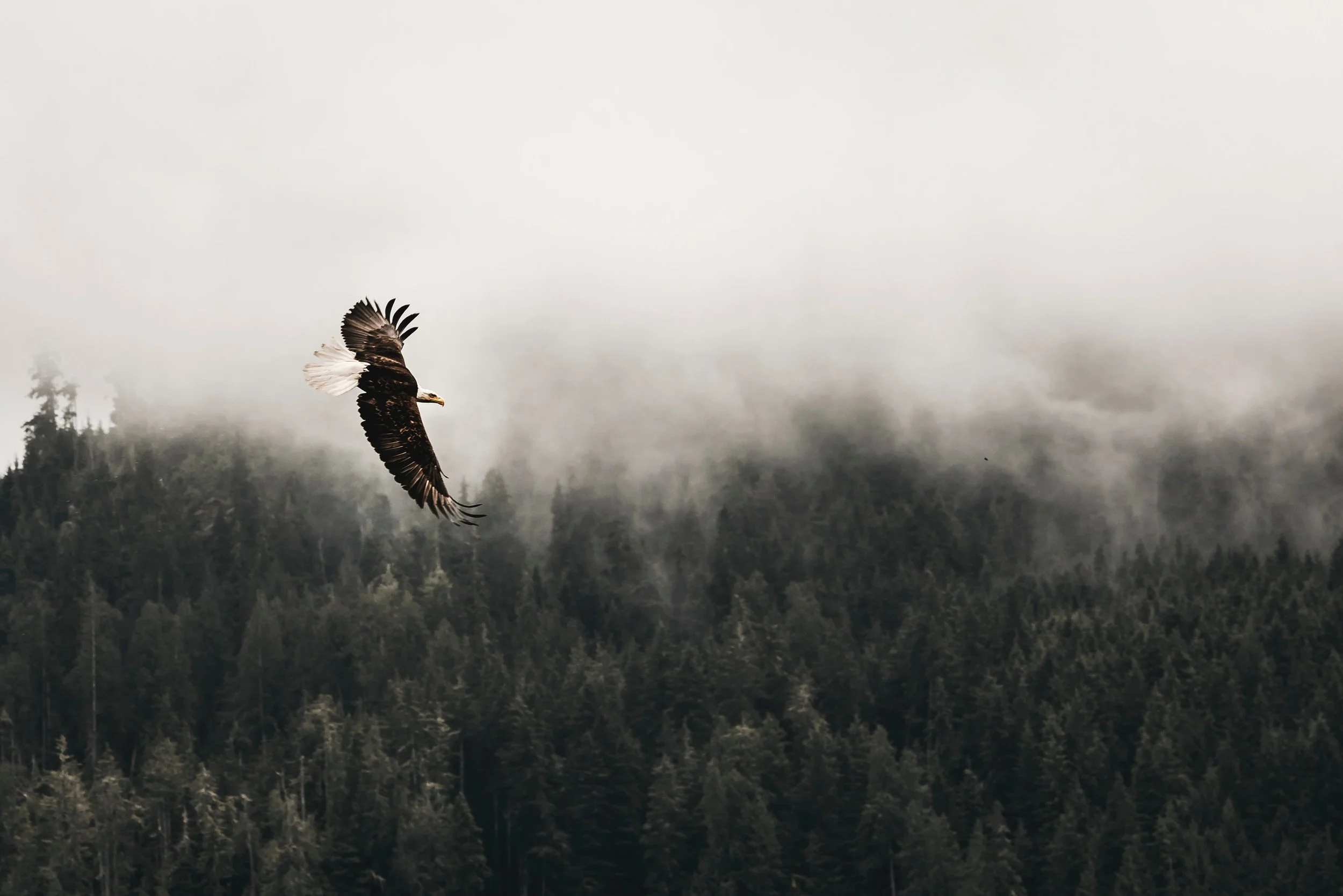 kea-mowat-fM2aOezzEoQ-unsplash.jpg