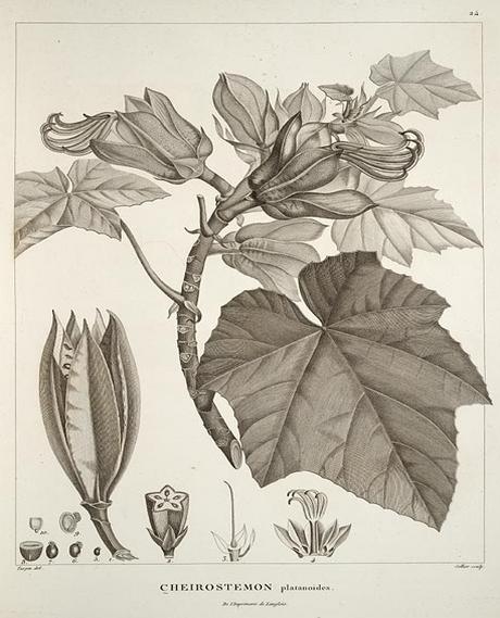 Chiranthodendron_pentadactylon_monochrome.jpeg