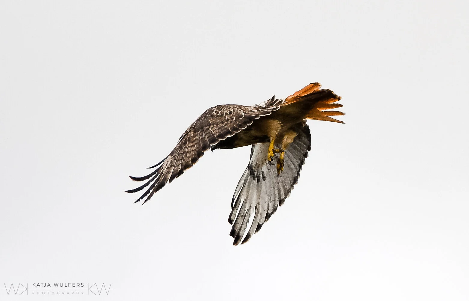  Red-tailed hawk hunting 