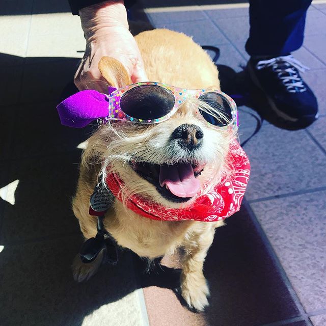 The dog days of summer are ahead! Until then enjoy this photo of one of our favorite visitors, Paco! #dogsofinstagram #coastforawhile #dogdaysofsummer #manitowoc #tworivers