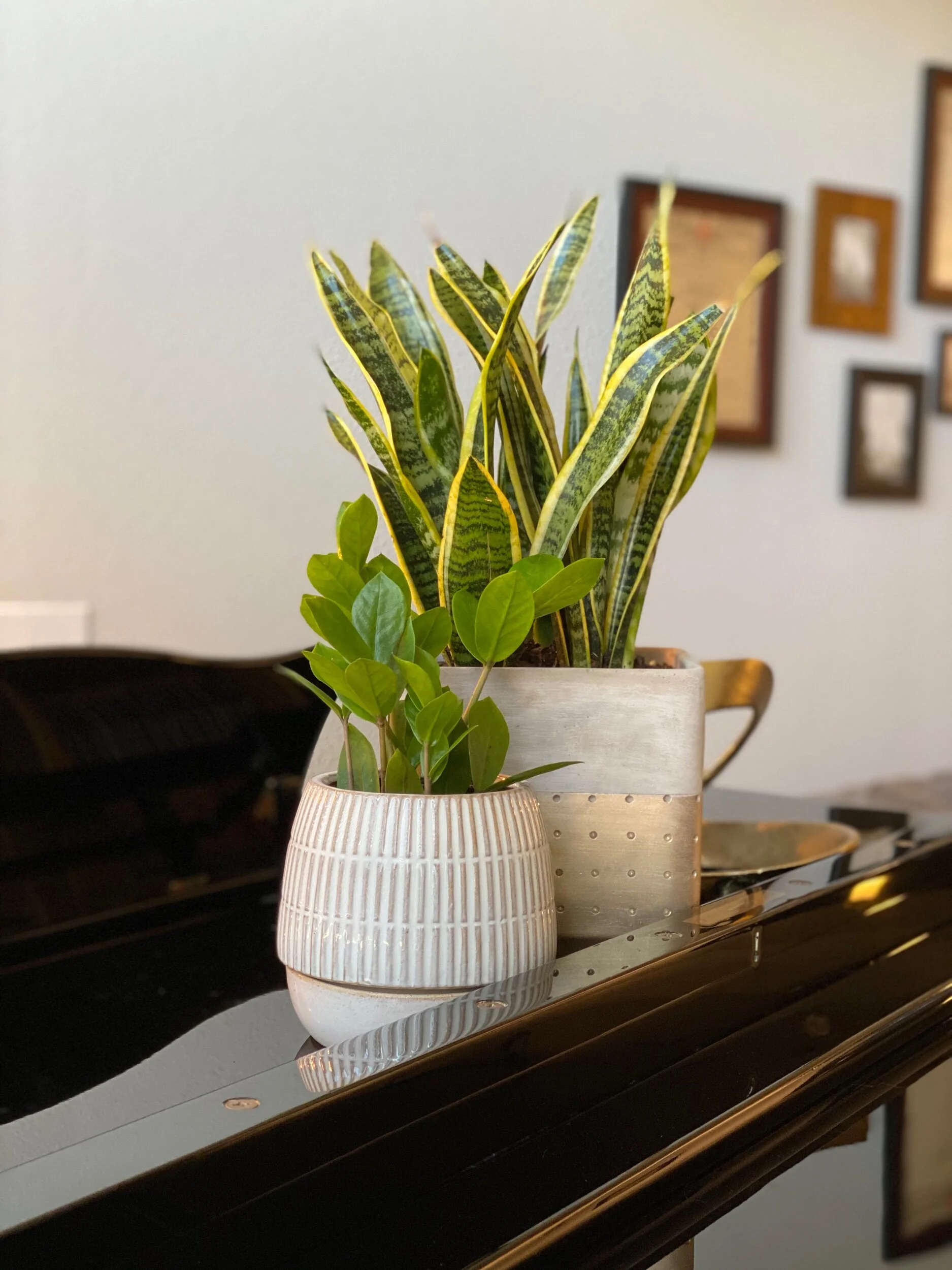 On Becoming a Plant Lady