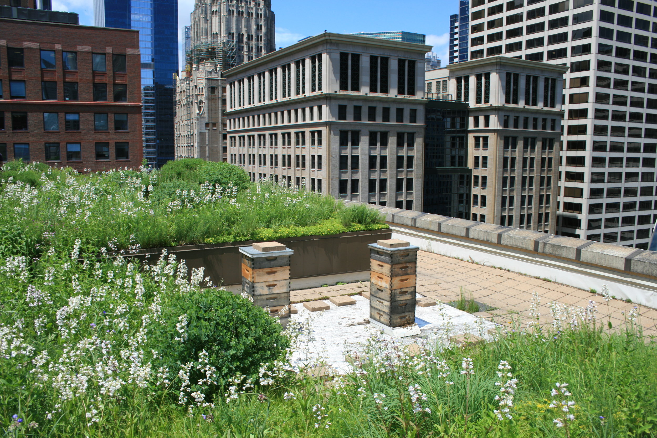 Chicago City Hall Green Roof — FARR ASSOCIATES