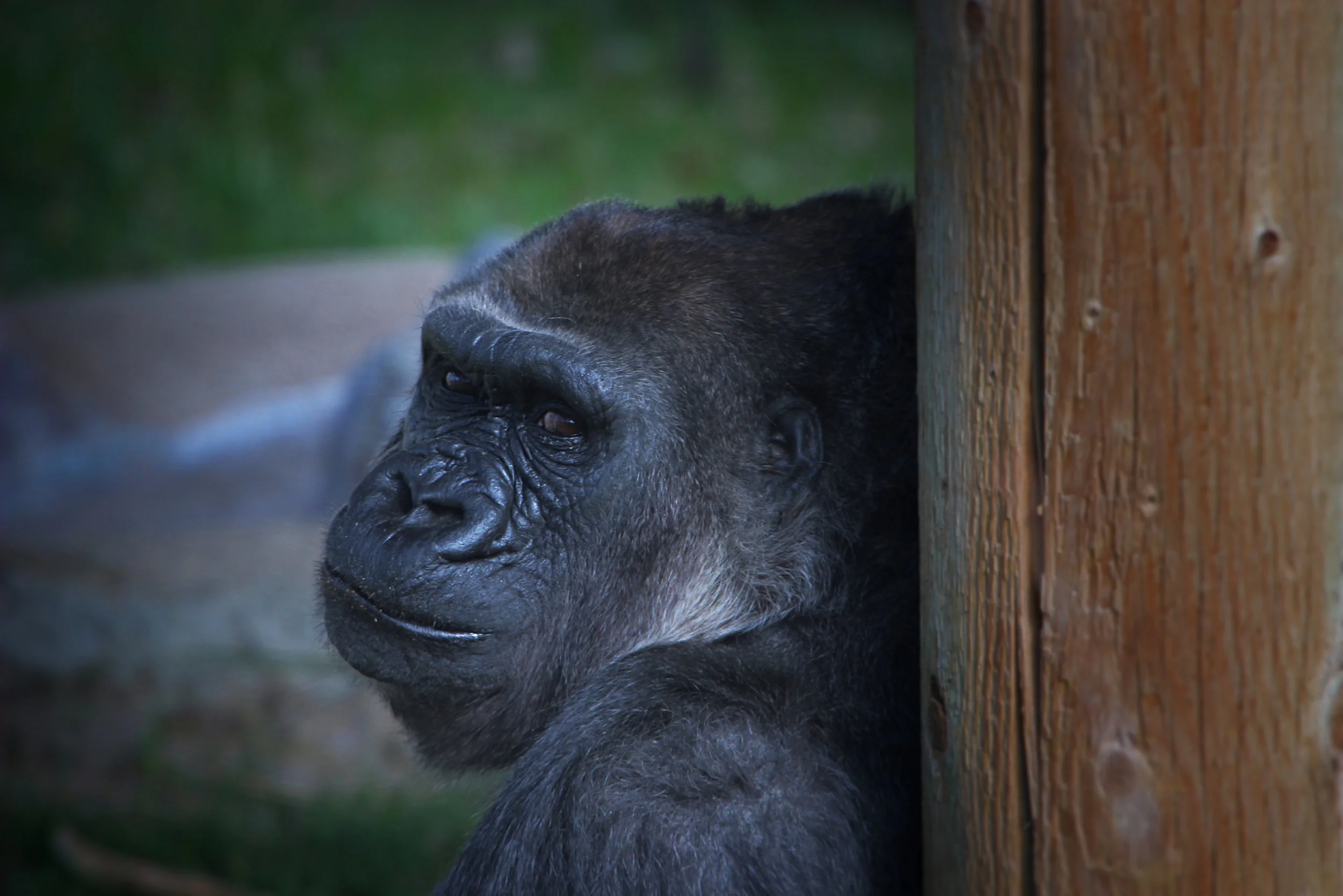 Utah's Hogle Zoo — ZACC 2024