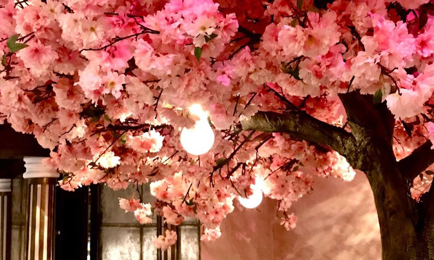 blossom tree edited.jpg