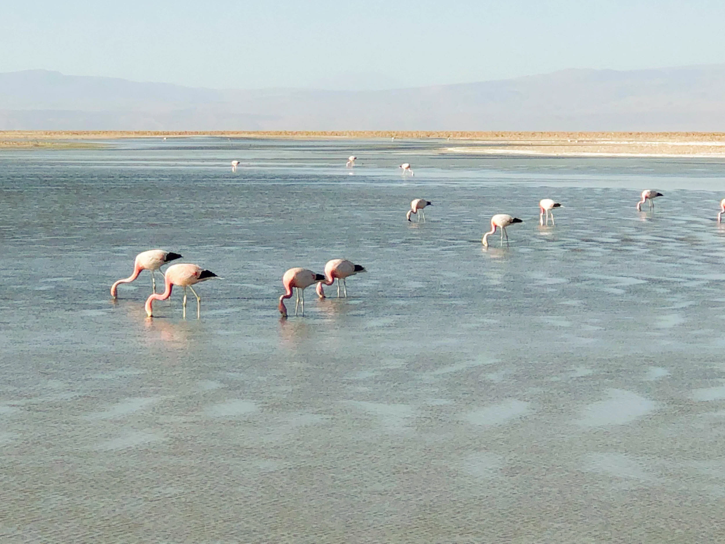 emile birds copy.jpg