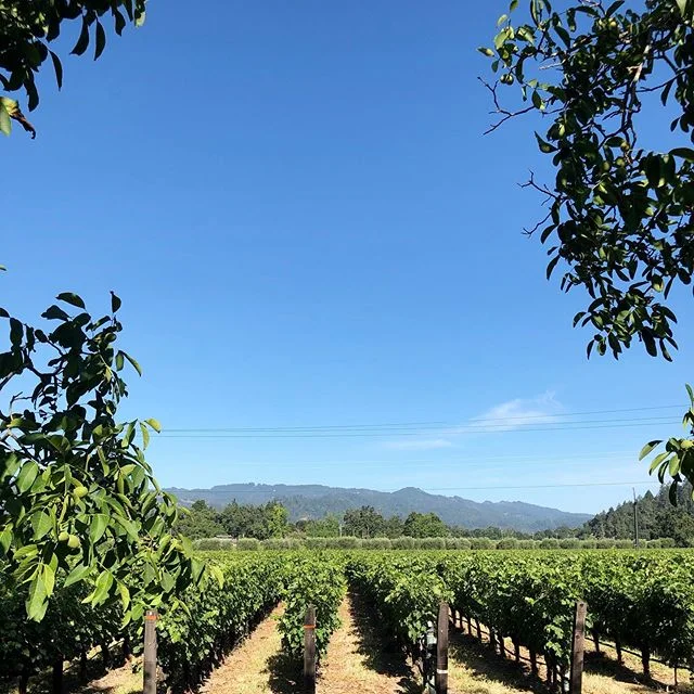 Olive trees and wines 🌱 Magical morning walk with @sophie_nayrolles 🙏☀️