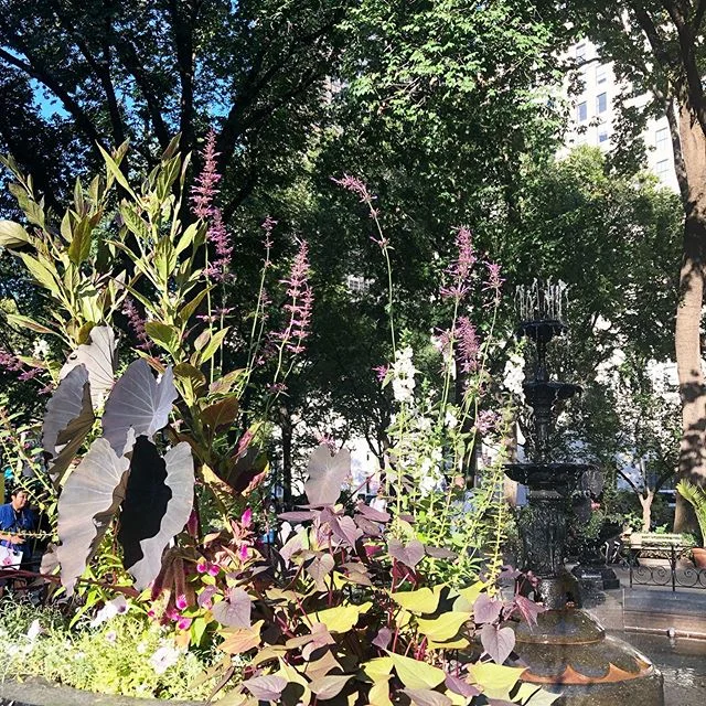 New York just now 🙏😍 #flowerpower