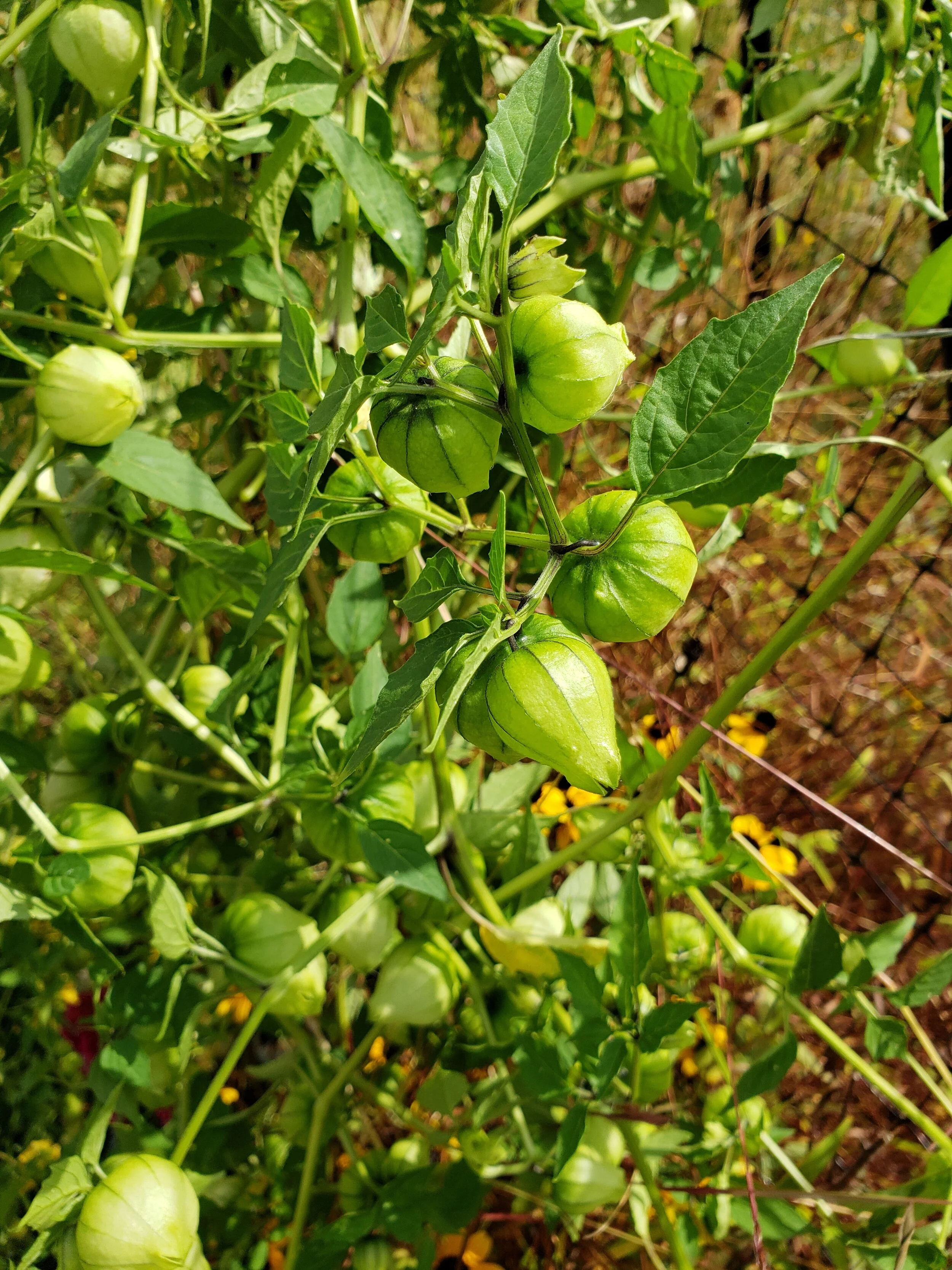 From The Fields Eleven Mile Farm