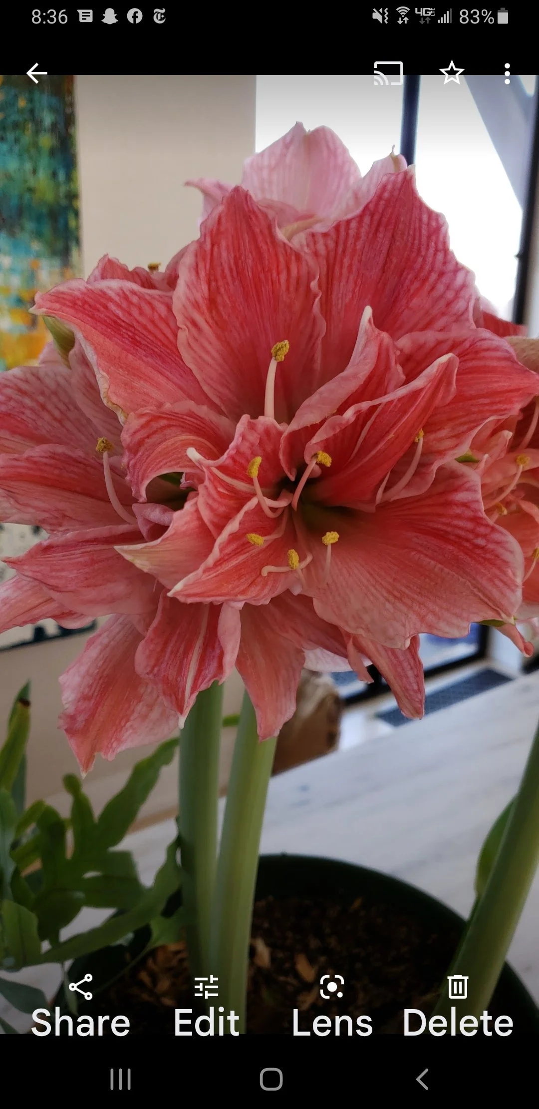 Holiday bulb arrangements