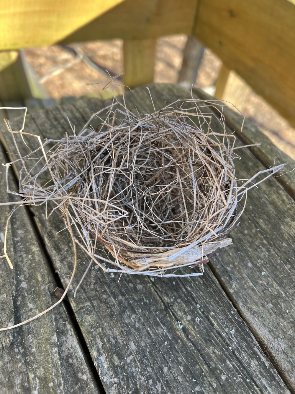 How to Preserve a Bird Nest: Easy Tips for Lasting Beauty