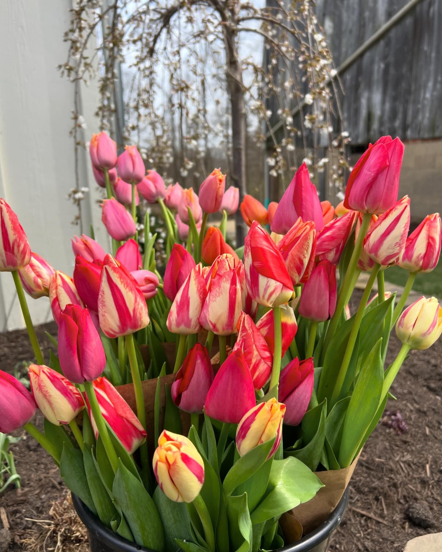 Back to my favorite tulips this season!

Ever since I have forced tulips, &lsquo;Spryng Break&rsquo; and &lsquo;Spryng Tide&rsquo; have been showstoppers for me.

They are Triumph tulips and are consistently strong and big regardless of whether they 