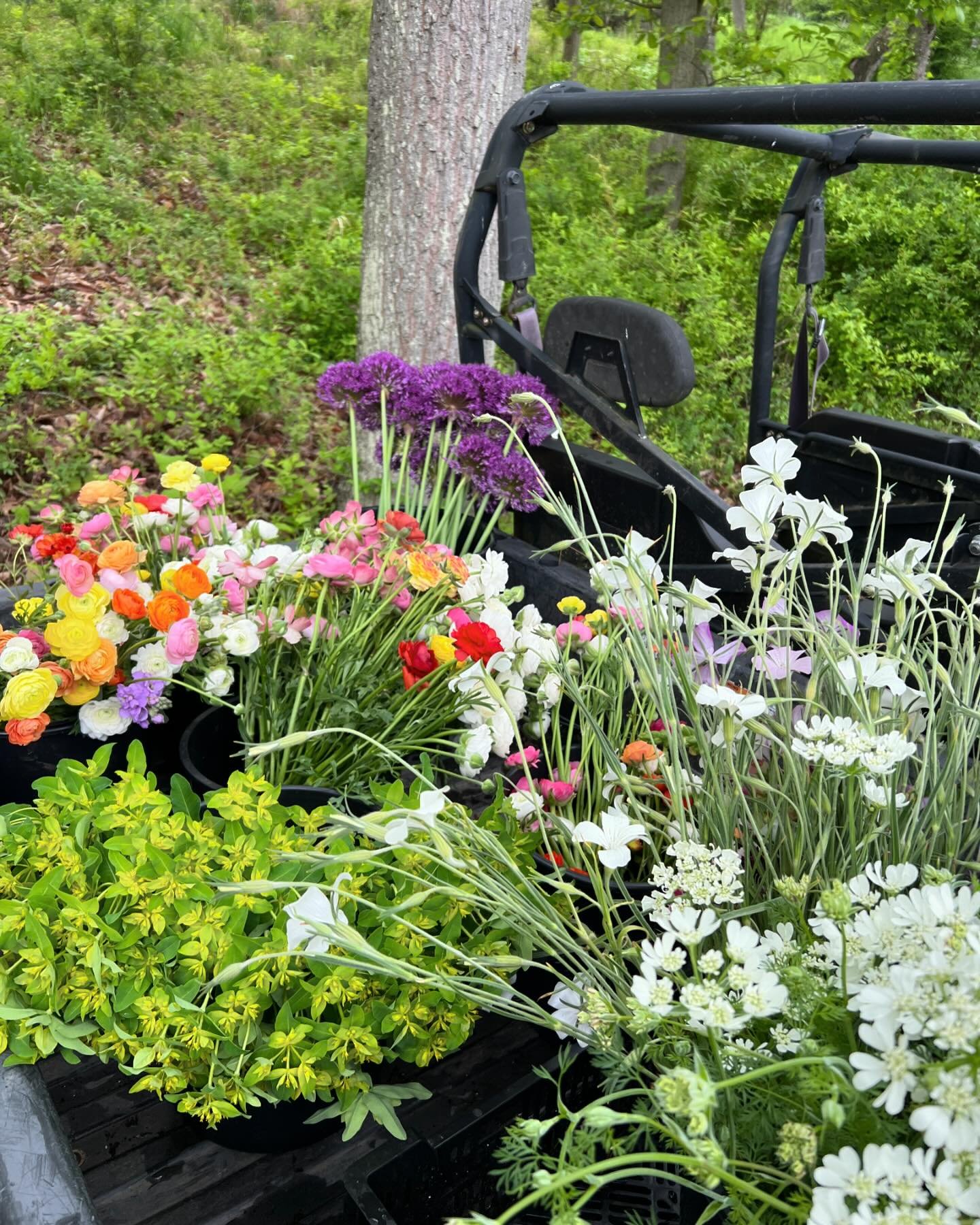 Just a sneak peek of what we are harvesting these days! Allium, euphorbia, Orlaya, Agrostemma, and have I said RANUNCULUS AND ANEMONE?!

So excited for this month&rsquo;s flowers!!!!

#elevenmilefarm #cutflowerfarm #cutflowers #locallygrownflowers #f