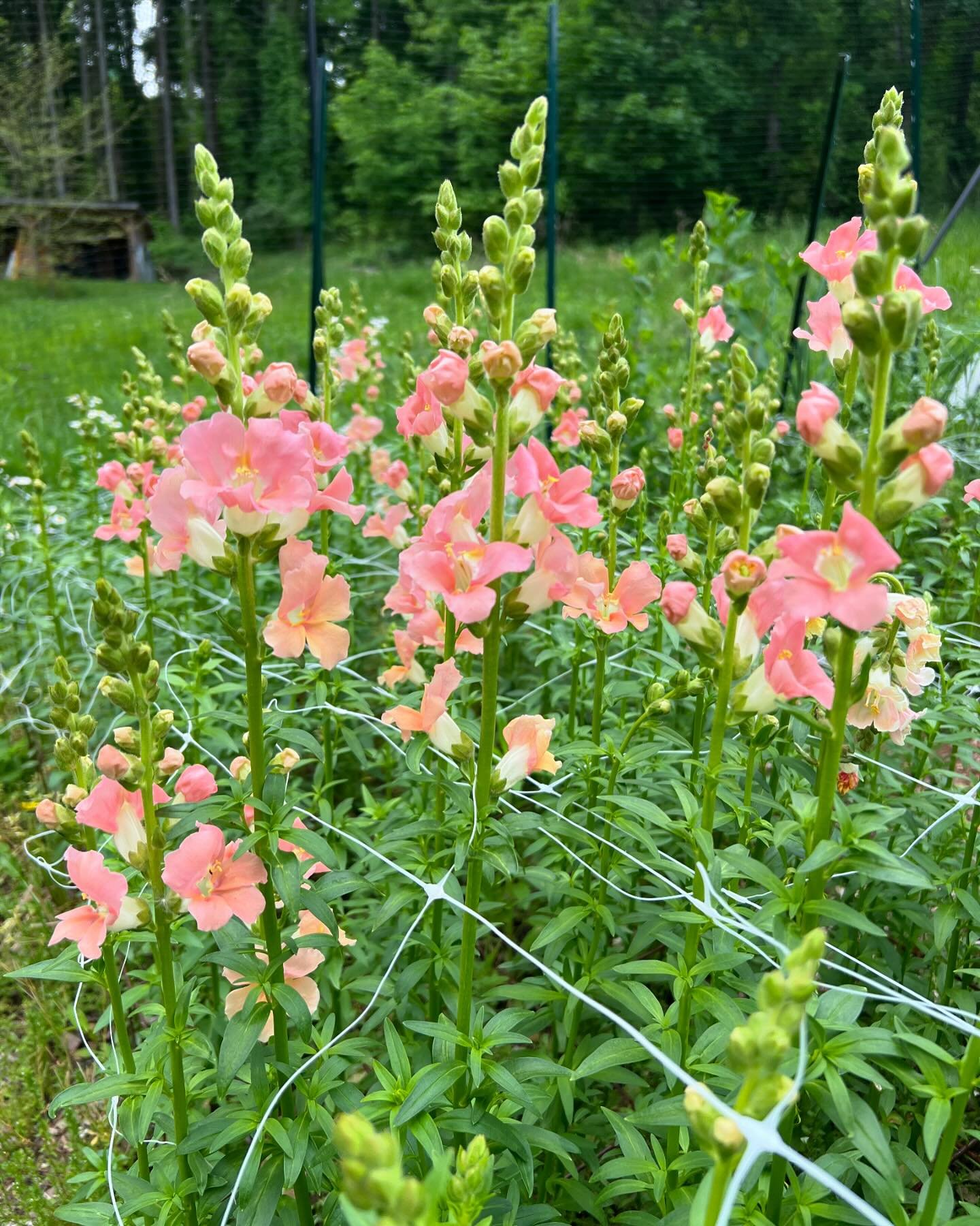 Here come the Snapdragons!!!

Started in the fall, these overwintered and will be gracing bouquets next week!  Great stem length, and I chose not to pinch them so they are full and hardy.

Didn&rsquo;t love snaps until I started growing them, and now