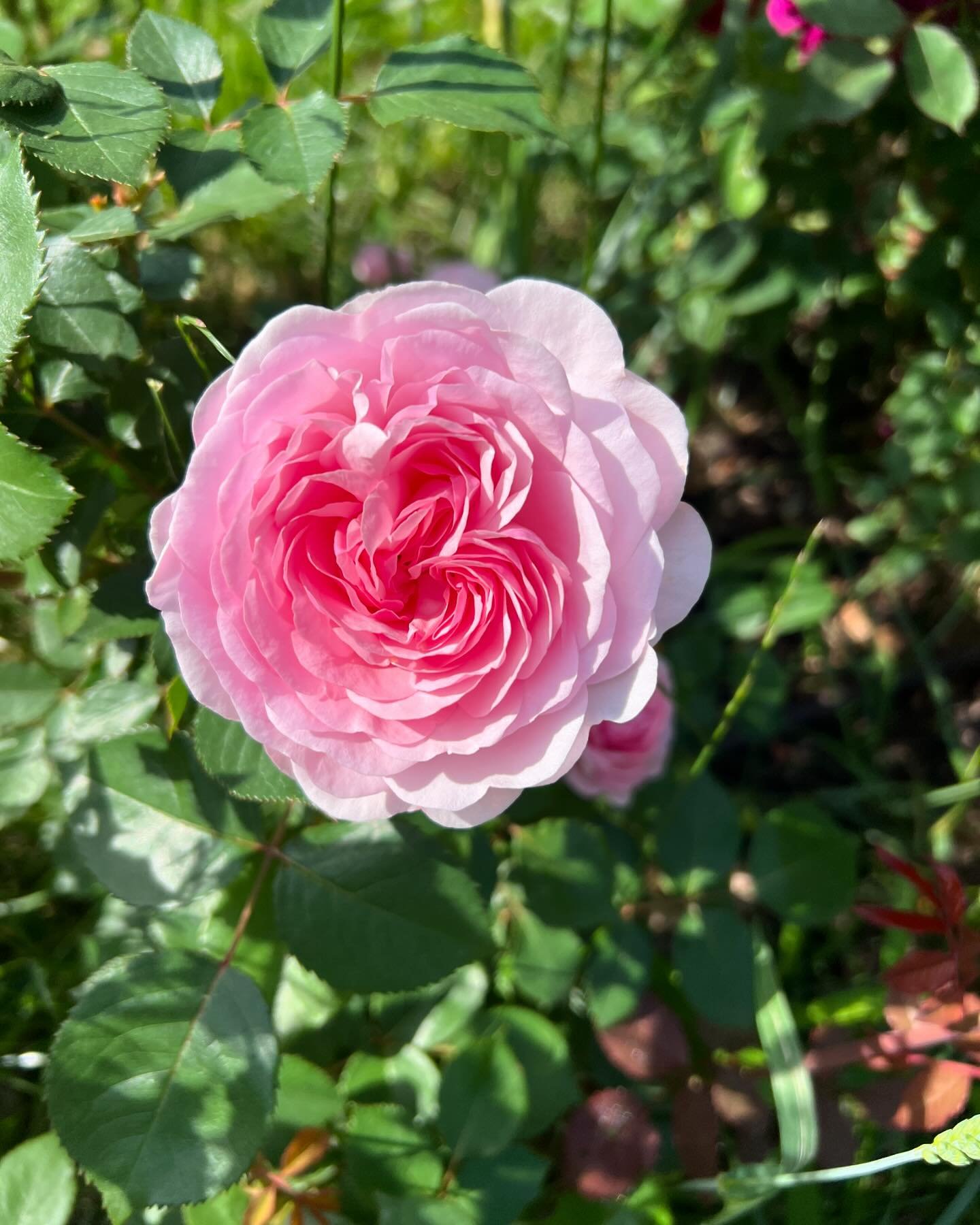 Last spring, I took a leap and invested in a row of David Austin Roses.

In general, I find standard roses in the floral industry Meh. They don&rsquo;t send me in design and I feel their growing conditions are the epitome of what has happened in our 
