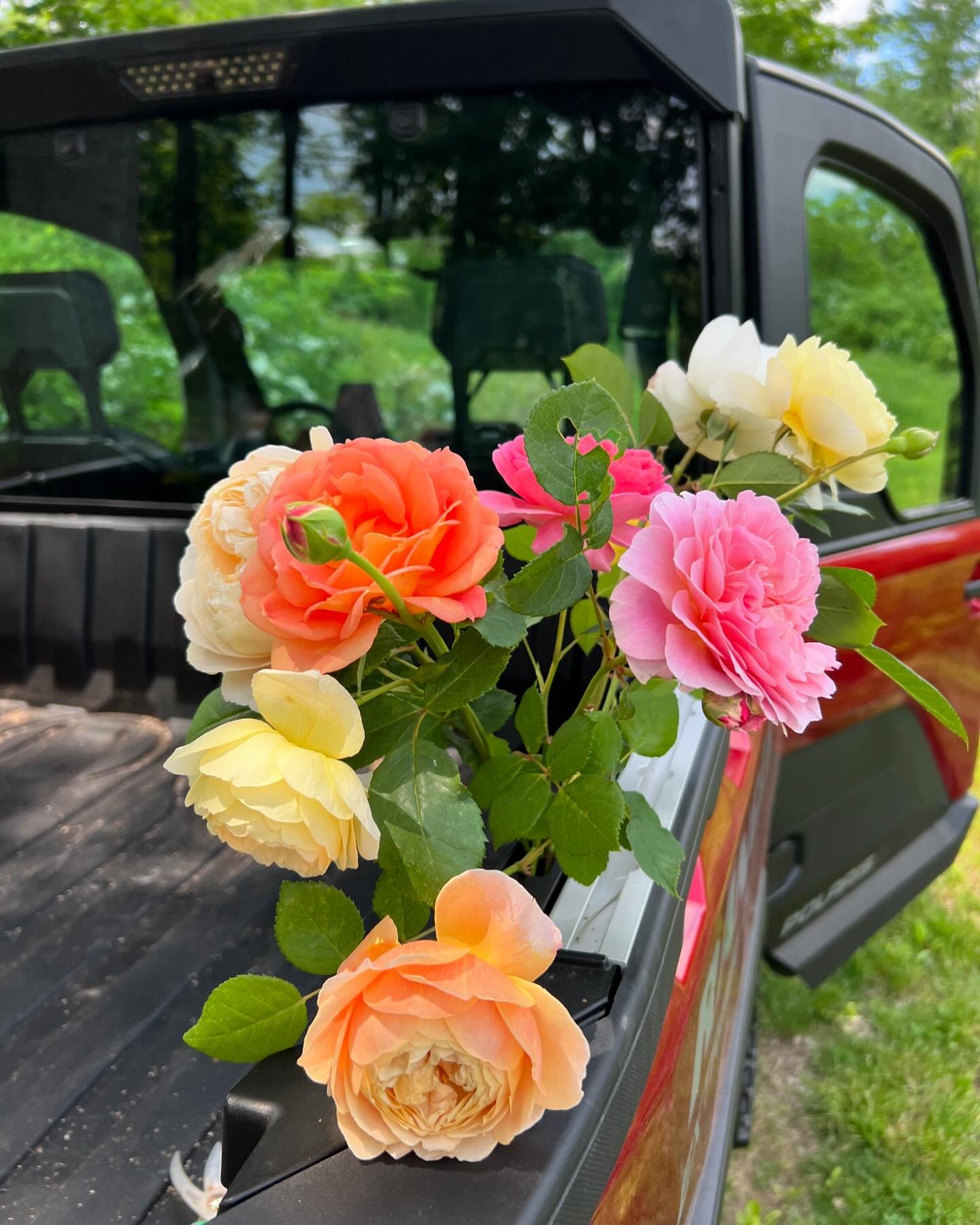 Oh, the garden roses are a- bloomin! 

We gasp every time we step into the field- they are just over the top beautiful.

Bringing you some rose bouquets next week! And a pop up workshop is in the works! Excited to share these beauties with you!

#ele