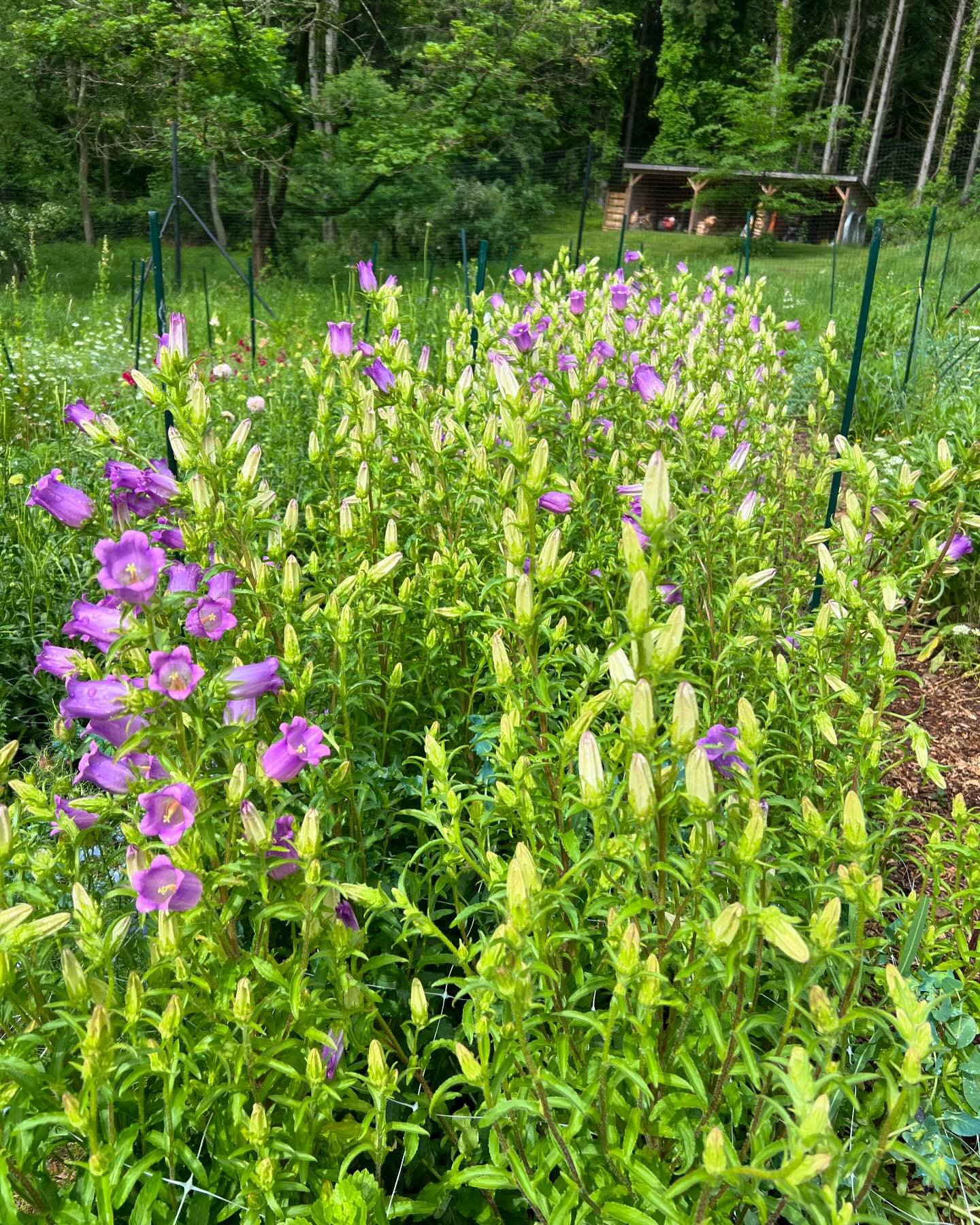 All of the Hardy Annuals are starting to pop, and I spent yesterday in the fields harvesting as fast as I could!

Our Campanula crop is over the top. I planted plugs from @farmerbaileyplugs last fall, and they overwintered beautifully. Some got nibbl